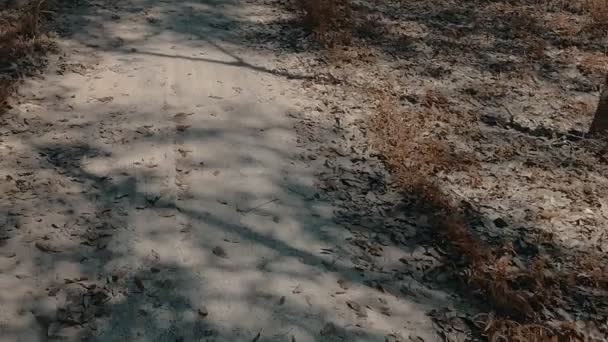 Vue aérienne par drone de feuilles dansantes volantes et d'un mini chien à épingles sur le sentier dans la forêt de caoutchouc - vidéo au ralenti 