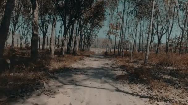 Vue Aérienne Par Drone Feuilles Dansantes Volantes Sur Sentier Dans — Video