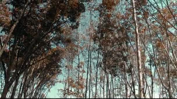 Visão Baixo Ângulo Floresta Árvores Borracha Com Queda Folhas Sobre — Vídeo de Stock