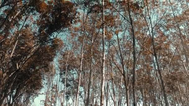 Low Angle View Rubber Trees Forest Falling Leaves Sky Video — Stock Video