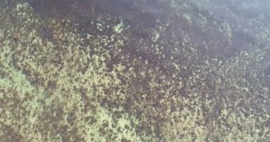 Mercan kayalığı portre üzerinde uçan