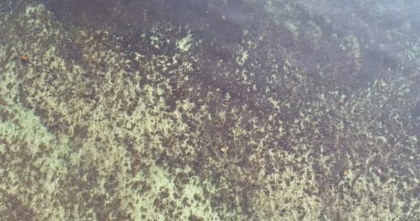 Überfliegen Von Korallenriffen Nahaufnahme — Stockvideo
