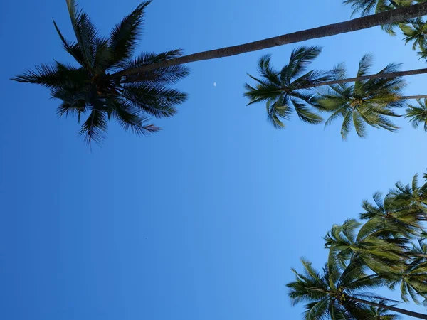 Palmy Tle Błękitnego Nieba Słoneczny Tropikalny Wakacje Dzień Koncepcji — Zdjęcie stockowe