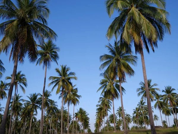 Palmiers Sur Fond Ciel Bleu Sunny Tropical Vacances Été Concept — Photo
