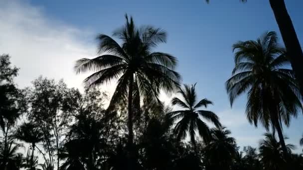 Pohon Palem Atas Matahari Terbenam Latar Langit Siluet Pohon Palem — Stok Video