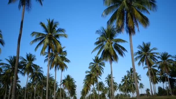 青い空を背景にヤシの木 青空背景の上のヤシの木 熱帯の日当たりの良い夏の休日日コンセプト ビデオ — ストック動画