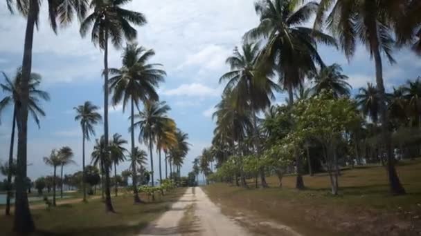 Jízda Palm Stromy Zahrada Jízda Napříč Dlaní Stromy Zahrada Slunečný — Stock video