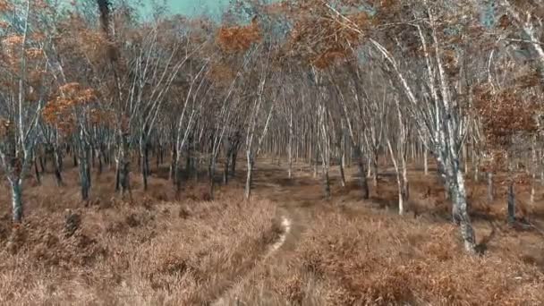 Voler Travers Les Arbres Caoutchouc Forêt Voler Travers Ferme Production — Video