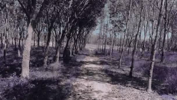 Camino Bosque Volar Través Del Bosque Caucho Púrpura — Vídeos de Stock