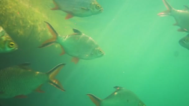 Tilapia Del Nilo Estanque Oreochromis Niloticus Presa Ratchaprapha Parque Nacional — Vídeos de Stock