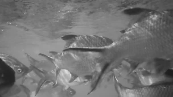 Tilapia Del Nilo Nello Stagno Oreochromis Niloticus Nella Diga Ratchaprapha — Video Stock