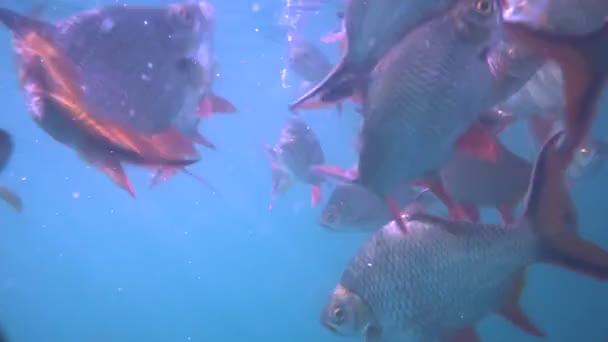 Tilapia Nilu Stawie Oreochromis Niloticus Ratchaprapha Dam Khao Sok Park — Wideo stockowe