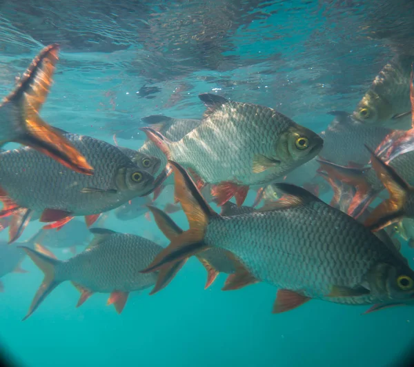 Nile Tilapia Pond Oreochromis Niloticus Bendungan Ratchaprapha Taman Nasional Khao — Stok Foto