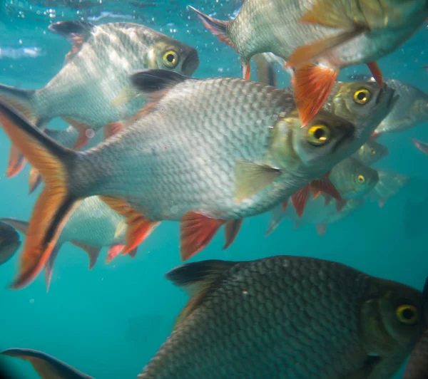 Нильская Тилапия Пруду Oreochromis Niloticus Плотине Ратарафа Национальном Парке Кхао — стоковое фото