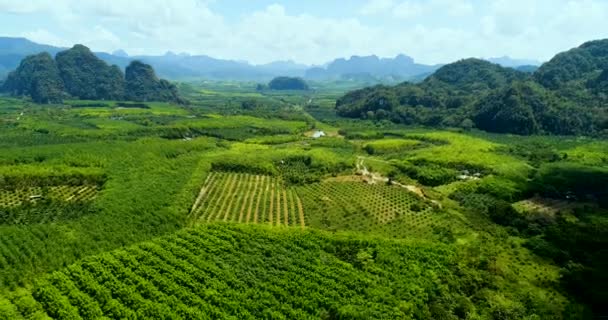 Flygfoto Över Tropisk Grön Regnskog Landskap Thailand Solig Sommardag — Stockvideo