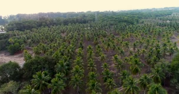 Luchtfoto Drone Uitzicht Tropische Palm Bomen Tuin Tijdens Zonsondergang — Stockvideo