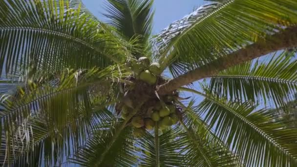 Unga Lyckliga Paret Badkläder Att Kul Njuta Solig Sommardag Stranden — Stockvideo