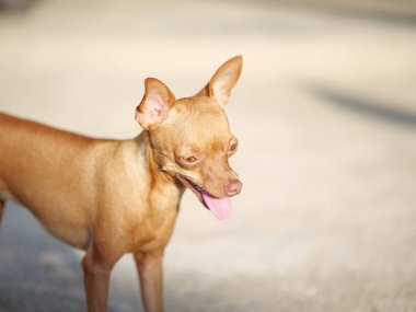 Onun dilini ile şirin zencefil mini pinscher ayakta