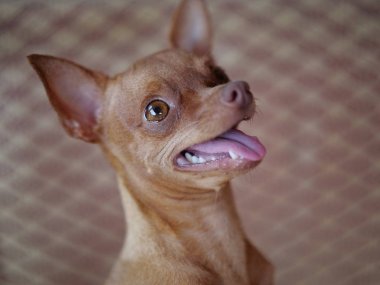 Onun dilini çıkarmış oturan sevimli zencefil mini pinscher