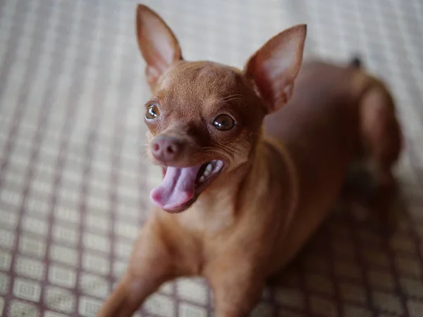 Lindo Jengibre Mini Pinsche Rlying Abajo Con Lengua Hacia Fuera — Foto de Stock