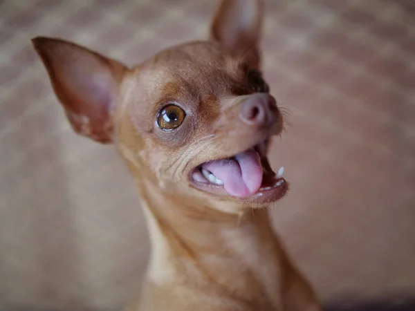 Lindo Jengibre Mini Pinscher Sentado Con Lengua Fuera — Foto de Stock