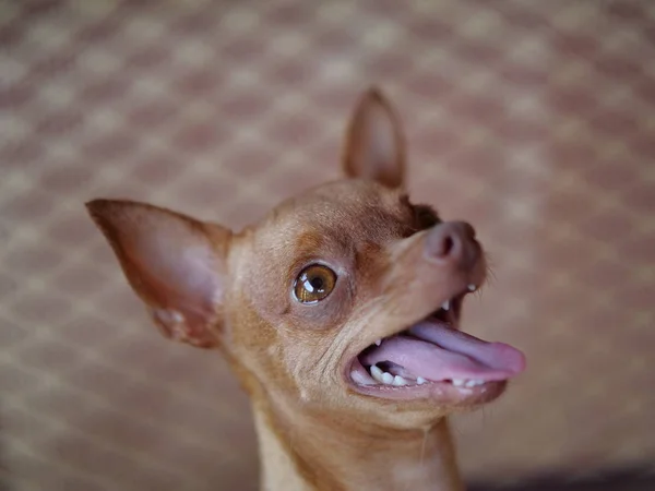 Schattig Gember Mini Pinscher Zitten Met Zijn Tong Uit — Stockfoto