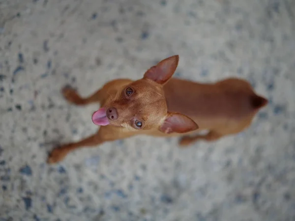Cute Ginger Mini Pinscher Standing His Tongue Out — Stock Photo, Image