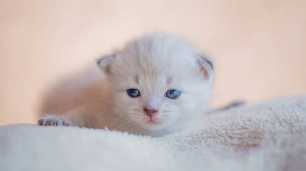Çok Küçük Yavru Kedi Yastık Üzerinde Evde Istirahat — Stok fotoğraf