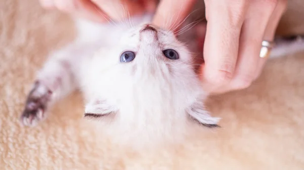 Ręce Zbliżenie Kobieta Pieszczoty Cute Mały Kotek Układanie Plecach Enjoing — Zdjęcie stockowe