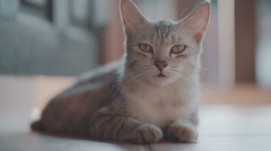 Güzel kedi rahatlatıcı terasta / güzel güneşli yaz gün boyunca terasta dinlendirici Gri kedi