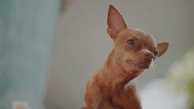 Şirin mini pinscher zencefil / sevimli zencefil mini pinscher arka ayak ile kendisi çizilmemesi