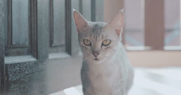 美しい猫リラックス テラス 美しい晴れた夏の日の中にテラスでリラックスした灰色の猫 — ストック動画