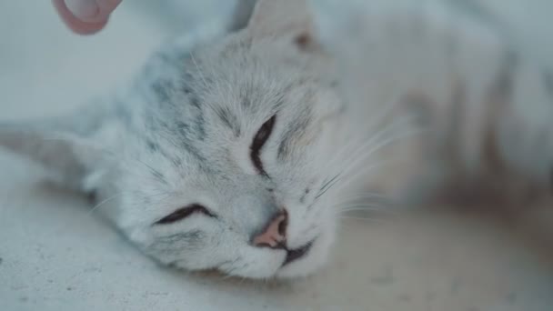 Hermoso Gato Relajante Terraza Hermoso Gato Gris Relajante Terraza Durante — Vídeo de stock