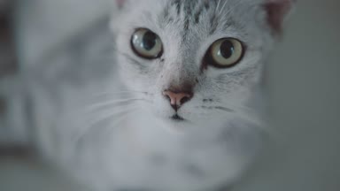 Güzel kedi closeup / güzel kedi Closeup fotoğraf makinesine arıyorum