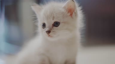 Sevimli küçük beyaz yavru kedi / sevimli küçük beyaz yavru kedi katta oturan