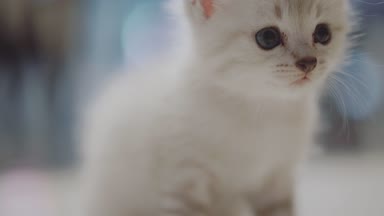 Sevimli küçük beyaz yavru kedi / sevimli küçük beyaz yavru kedi katta oturan