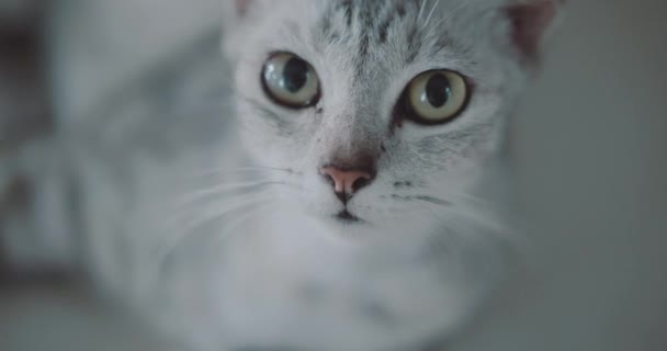 美丽的猫特写 特写的美丽的猫看着相机 — 图库视频影像