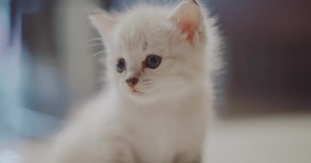 Lindo Gatito Blanco Pequeño Lindo Gatito Blanco Pequeño Sentado Suelo — Vídeo de stock