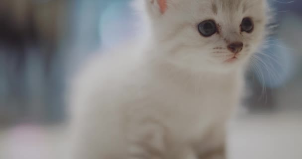 Симпатичный Маленький Белый Котенок Симпатичный Маленький Белый Котенок Сидит Полу — стоковое видео