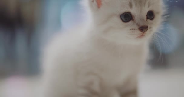 Lindo Gatito Blanco Pequeño Lindo Gatito Blanco Pequeño Sentado Suelo — Vídeo de stock