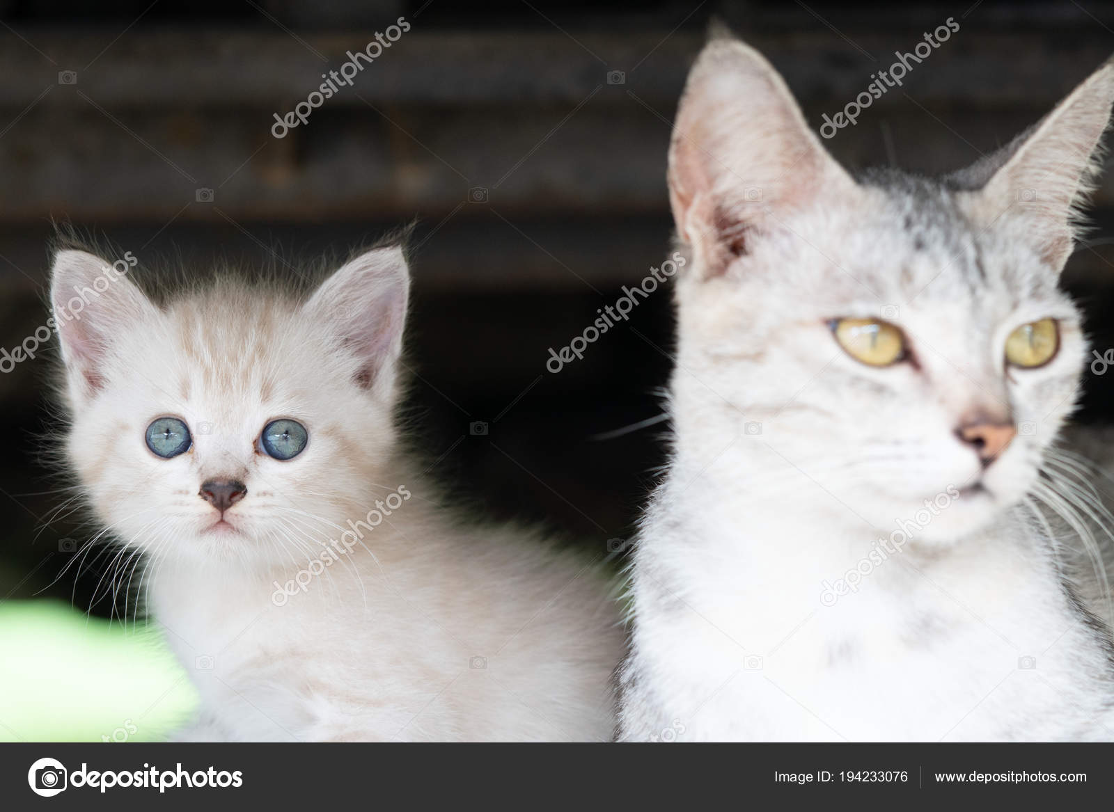 Açık Havada Çok Güzel Yavru Kedi Ile Güzel Gri Anne Stok