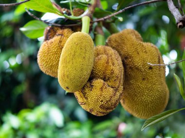 Nefesi ağaç bahçe