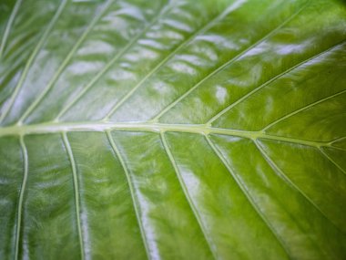 Parlak yeşil tropikal bitki yaprak doku ven detay