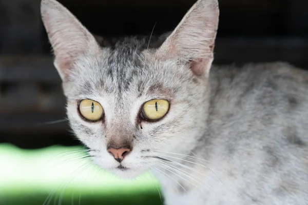 Primer Plano Hermoso Gato Gris Con Ojos Amarillos —  Fotos de Stock