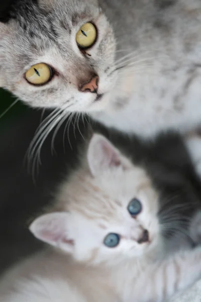 Vacker Grå Mamma Katt Med Bedårande Kattunge Utomhus — Stockfoto