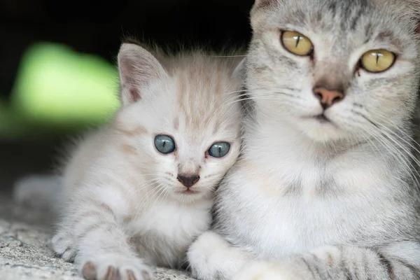 美丽的灰色妈妈猫与可爱的小猫户外 — 图库照片