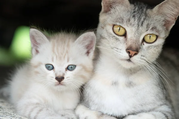 Hermosa Gris Mamá Gato Con Adorable Gatito Aire Libre — Foto de Stock