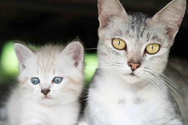 Vacker Grå Mamma Katt Med Bedårande Kattunge Utomhus — Stockfoto