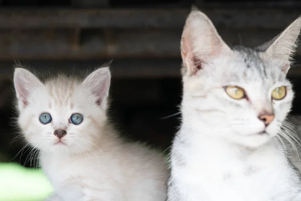 Linda Mãe Cinza Gato Com Adorável Gatinho Livre — Fotografia de Stock