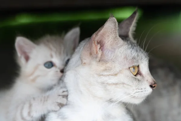 Açık Havada Çok Güzel Yavru Kedi Ile Güzel Gri Anne — Stok fotoğraf